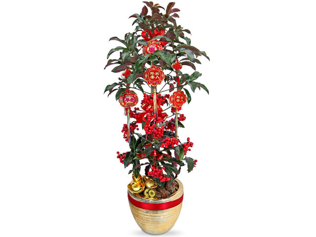 Flower Shop Plants - Nandina Plant RC88 - CF20130A3 Photo